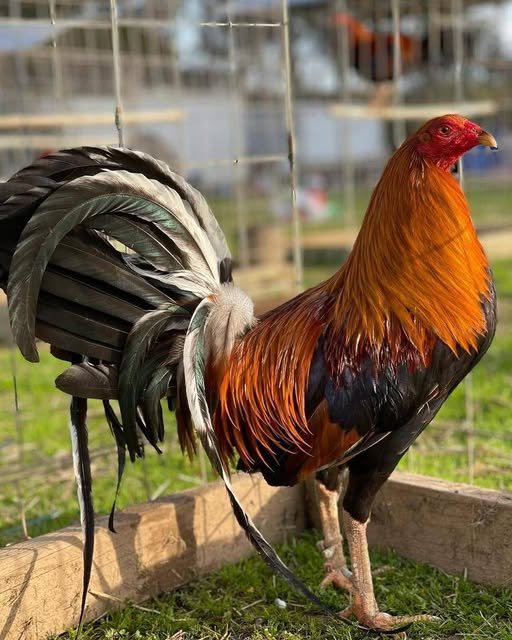 pure golden monkey sweater roosters for sale