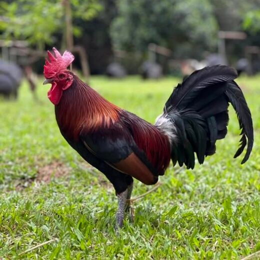 Buy purebred Gavilan Hatch brood cocks