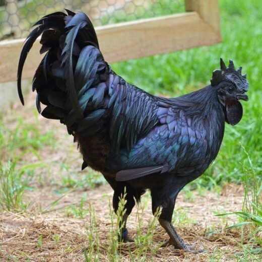 Pure Kadaknath roosters for sale