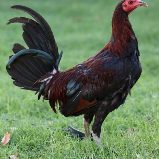 Buy purebred Leiper Hatch gamefowl hens online