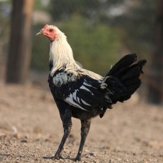 Buy purebred Johnnie Jumper Grey gamefowl stags