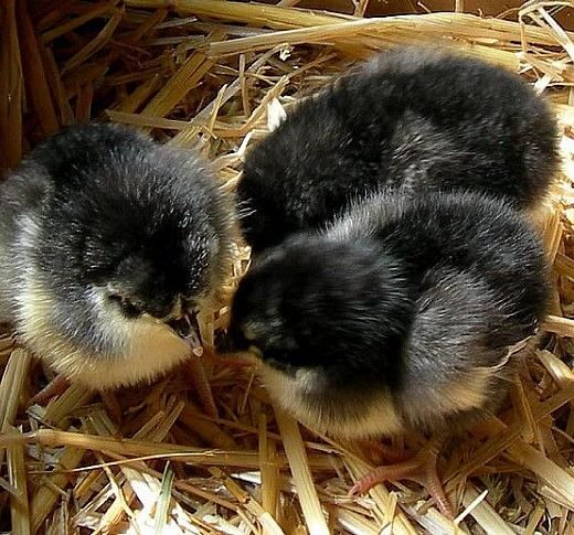 black australorp chicks for sale