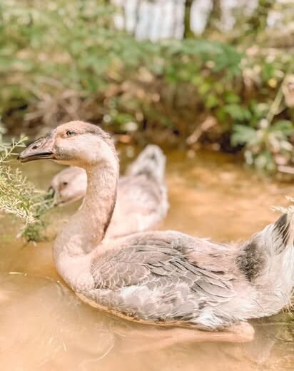 Buy purebred African geese for sale
