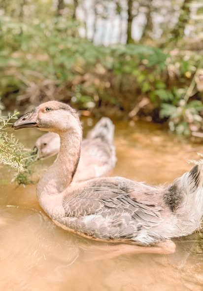 Buy purebred African geese for sale
