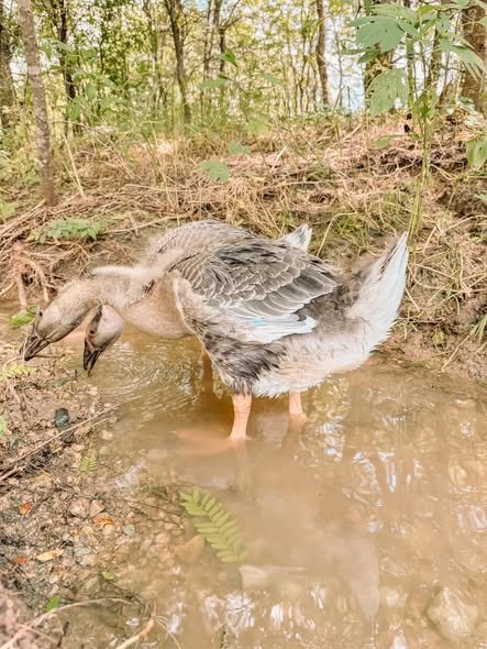 Buy purebred African geese for sale - Image 2