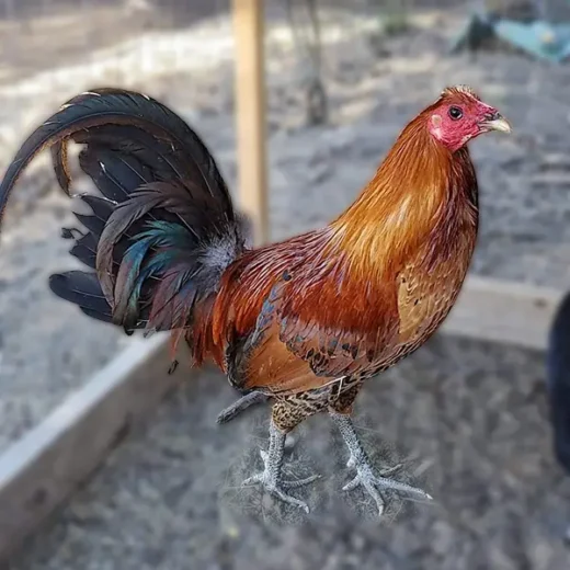 GINGER RED STANDARD OLD ENGLISH CHICKS, NOT SEXED