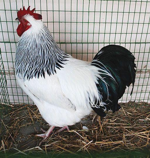 Light sussex roosters - Image 3