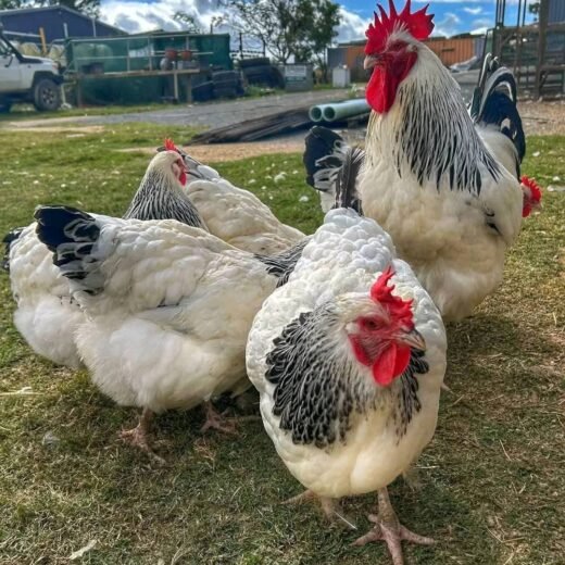 Light sussex roosters