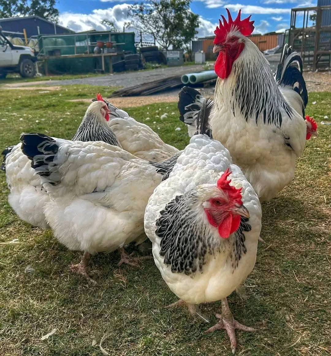 Light sussex roosters