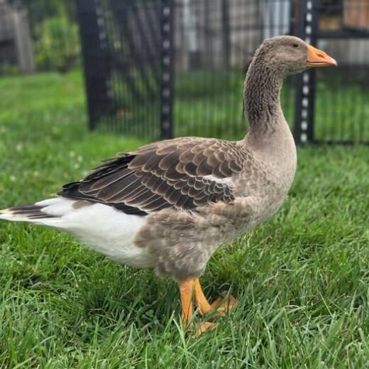 Purebred Adult Toulouse Geese For Sale