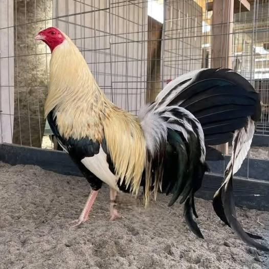 Buy purebred Joe Goode Grey gamefowl roosters - Image 2