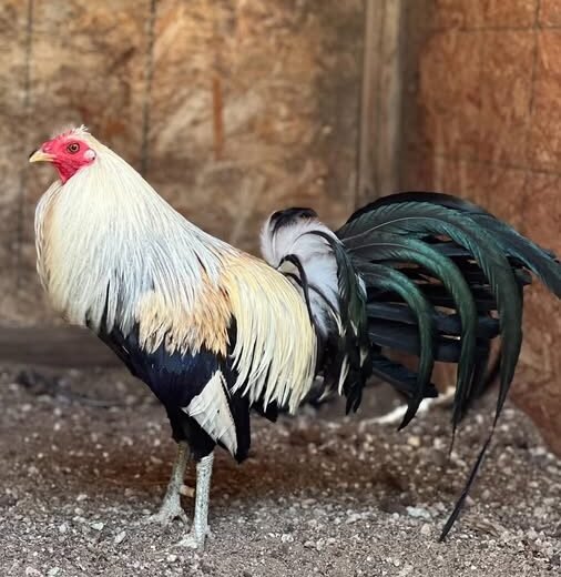 Buy purebred Joe Goode Grey gamefowl roosters