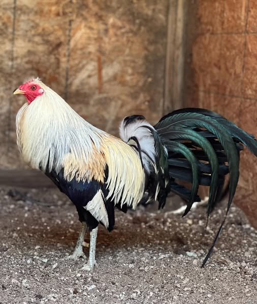 Buy purebred Joe Goode Grey gamefowl roosters