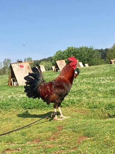 Pure Griffin Claret Roosters for Sale - Image 3