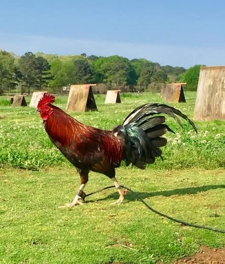 Pure Griffin Claret Roosters for Sale