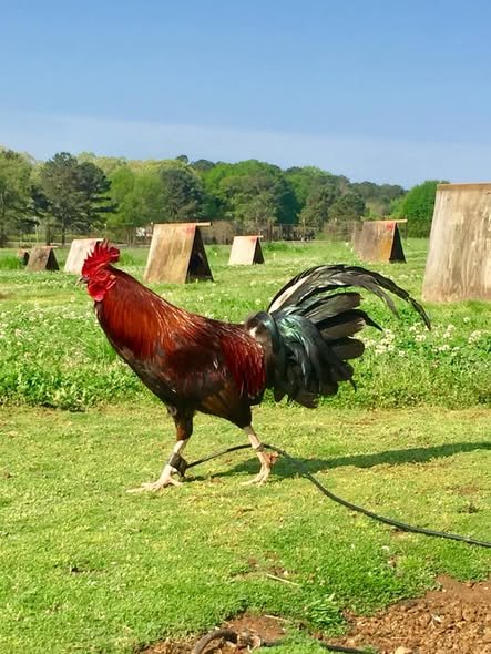 Pure Griffin Claret Roosters for Sale