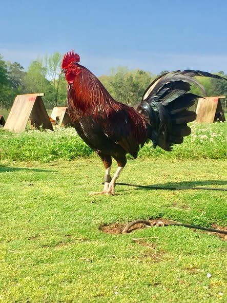 Pure Griffin Claret Roosters for Sale - Image 2