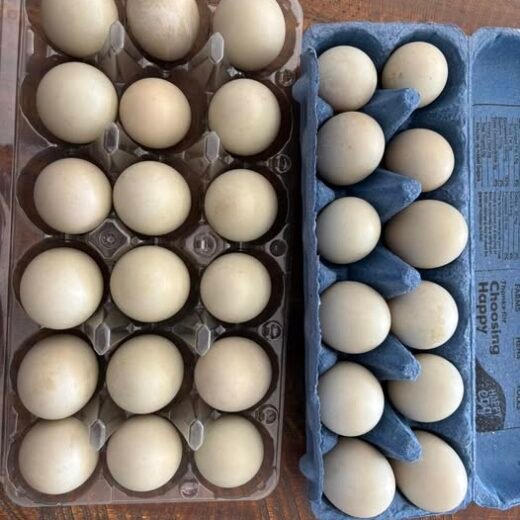 fertile Mallard hatching eggs online