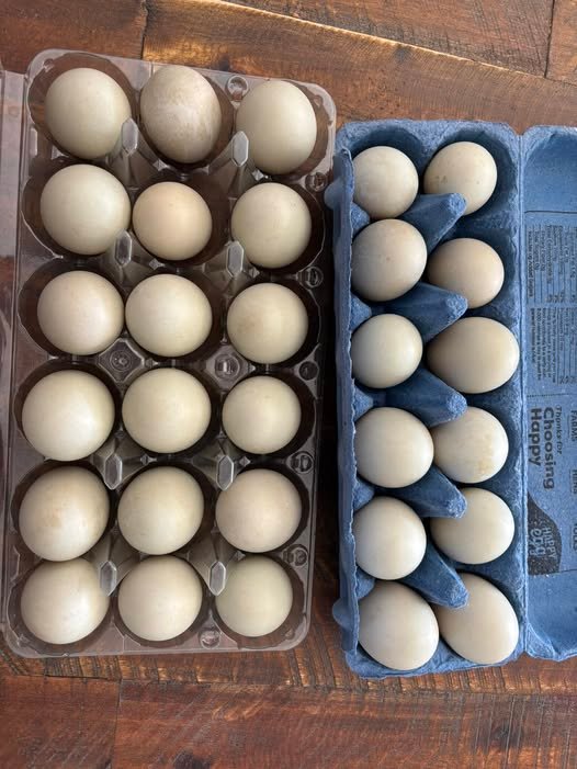fertile Mallard hatching eggs online