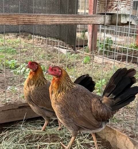 Buy purebred Sweater gamefowl hens online