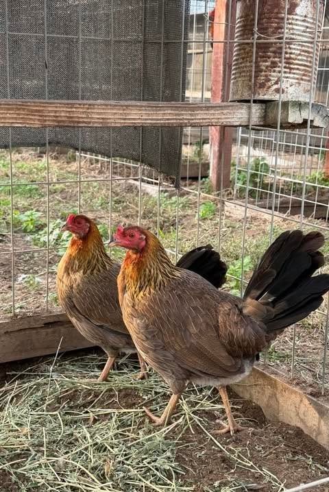 Buy purebred Sweater gamefowl hens online