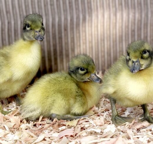 Buy live Welsh Harlequin day-old ducklings online