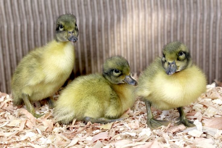 Buy live Welsh Harlequin day-old ducklings online