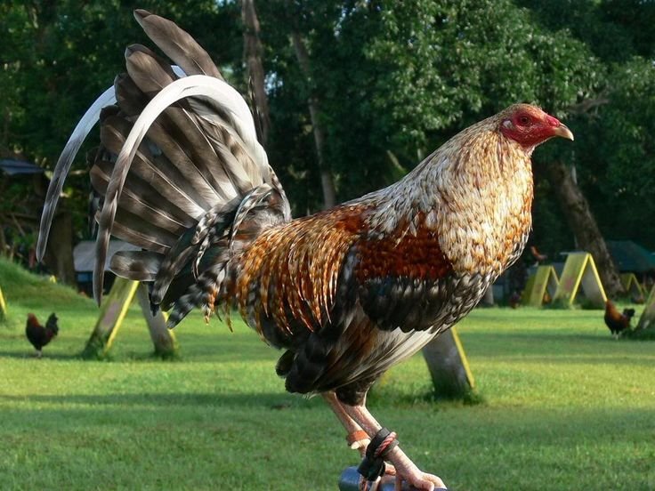 Purebred Dom Gamefowl Stags For Sale - Image 4