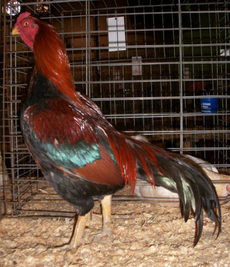 black breasted red aseel rooster for sale - Image 2