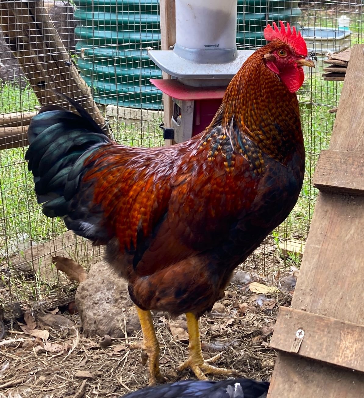 rhode island red rooster for sale - Image 4