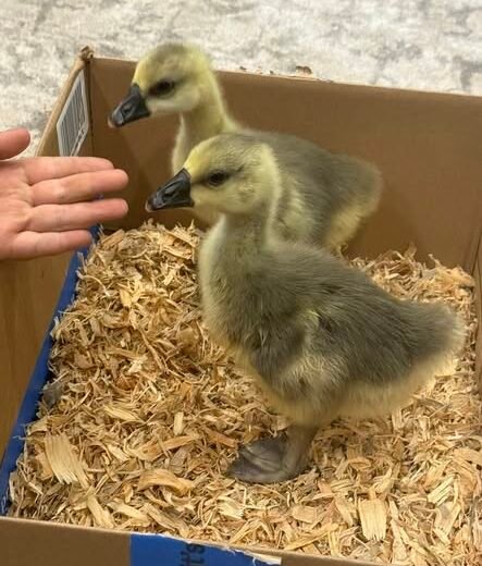 Buy sexed live African day-old goslings