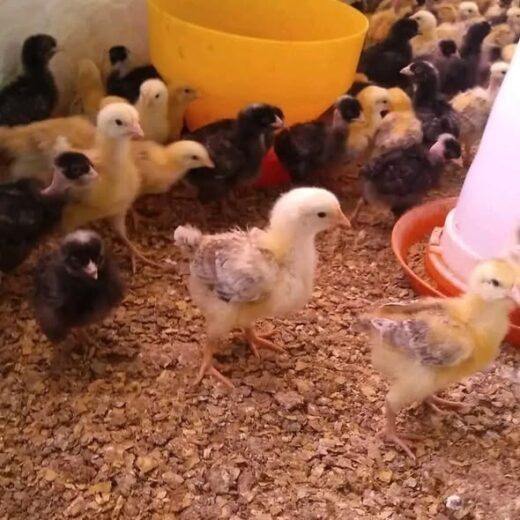 Purebred Leiper Hatch Day-Old Chicks For Sale