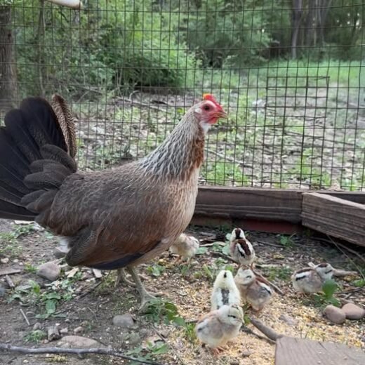 day-old pure Grey chicks for sale