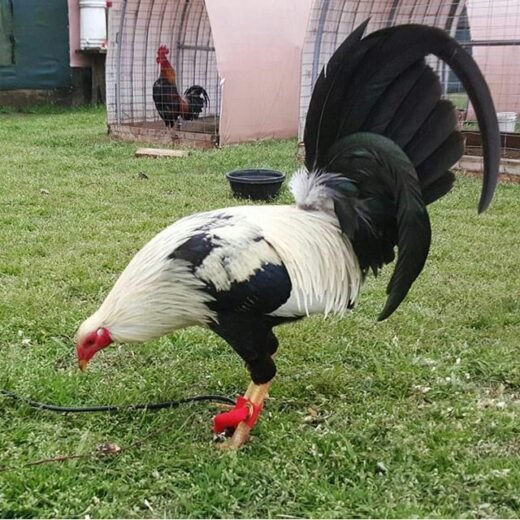 Purebred Kelso Grey Gamefowl Cocks