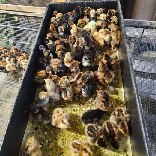 Buy sexed Large Fowl (LF) Dark Cornish day-old chicks