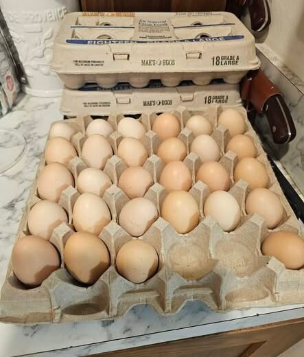 fertile Large Fowl (LF) Dark Cornish hatching eggs