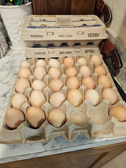 fertile Large Fowl (LF) Dark Cornish hatching eggs