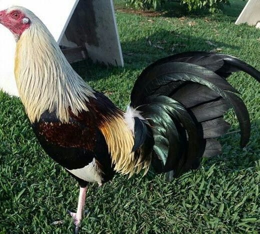Buy Hatch Grey gamefowl bullstags online