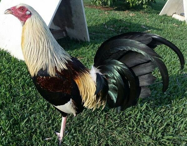 Buy Hatch Grey gamefowl bullstags online