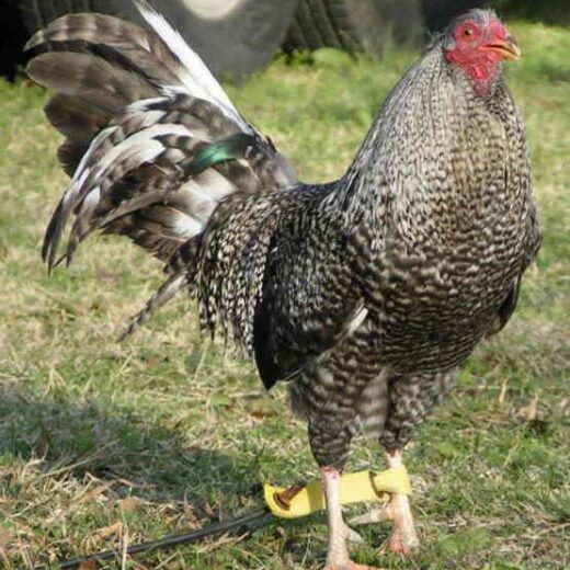Purebred Black Bulik Gamefowl Roosters For Sale