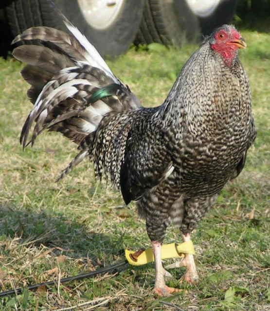 Purebred Black Bulik Gamefowl Roosters For Sale