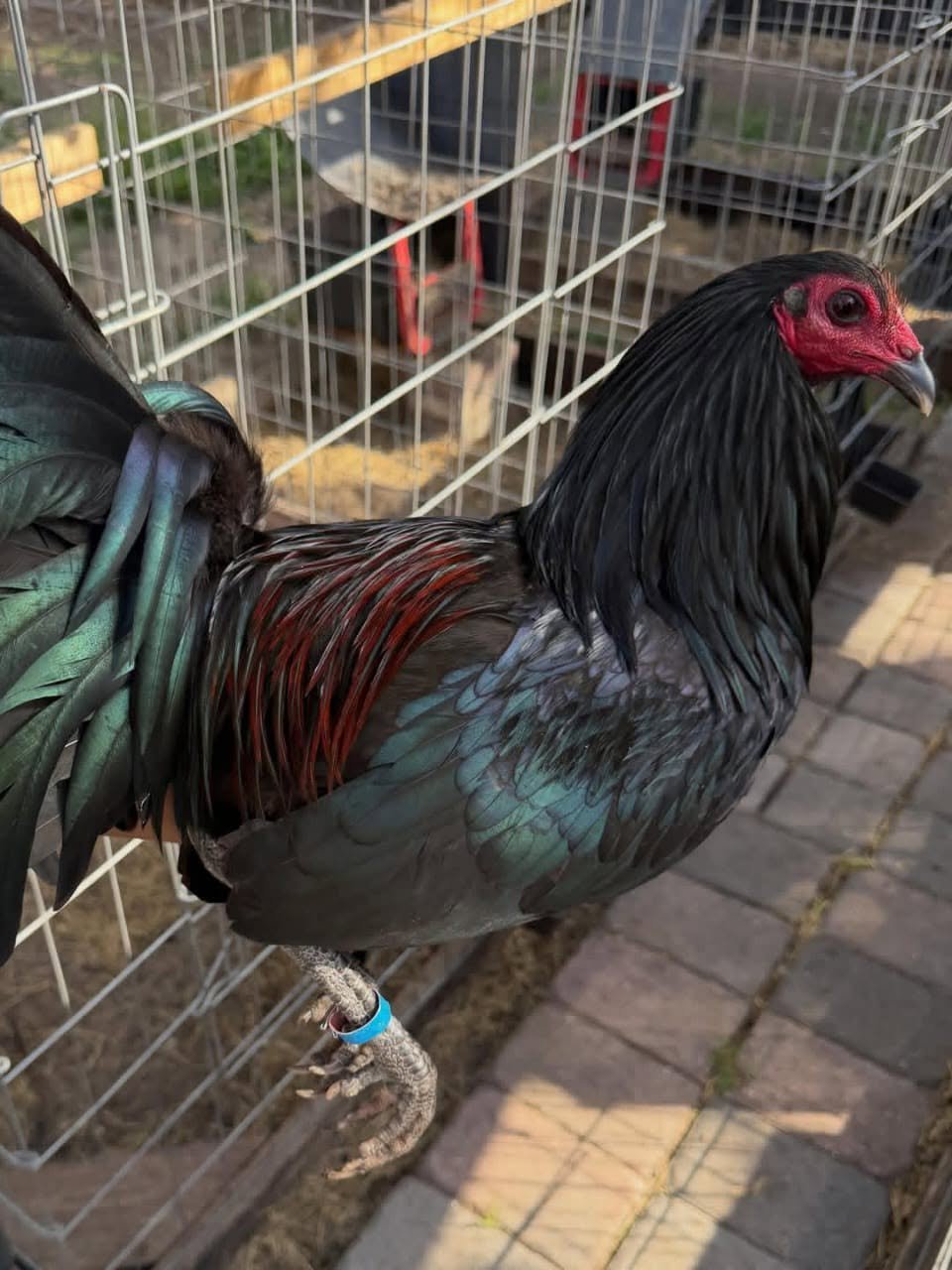 McCrea gamefowl trio for sale - Image 3
