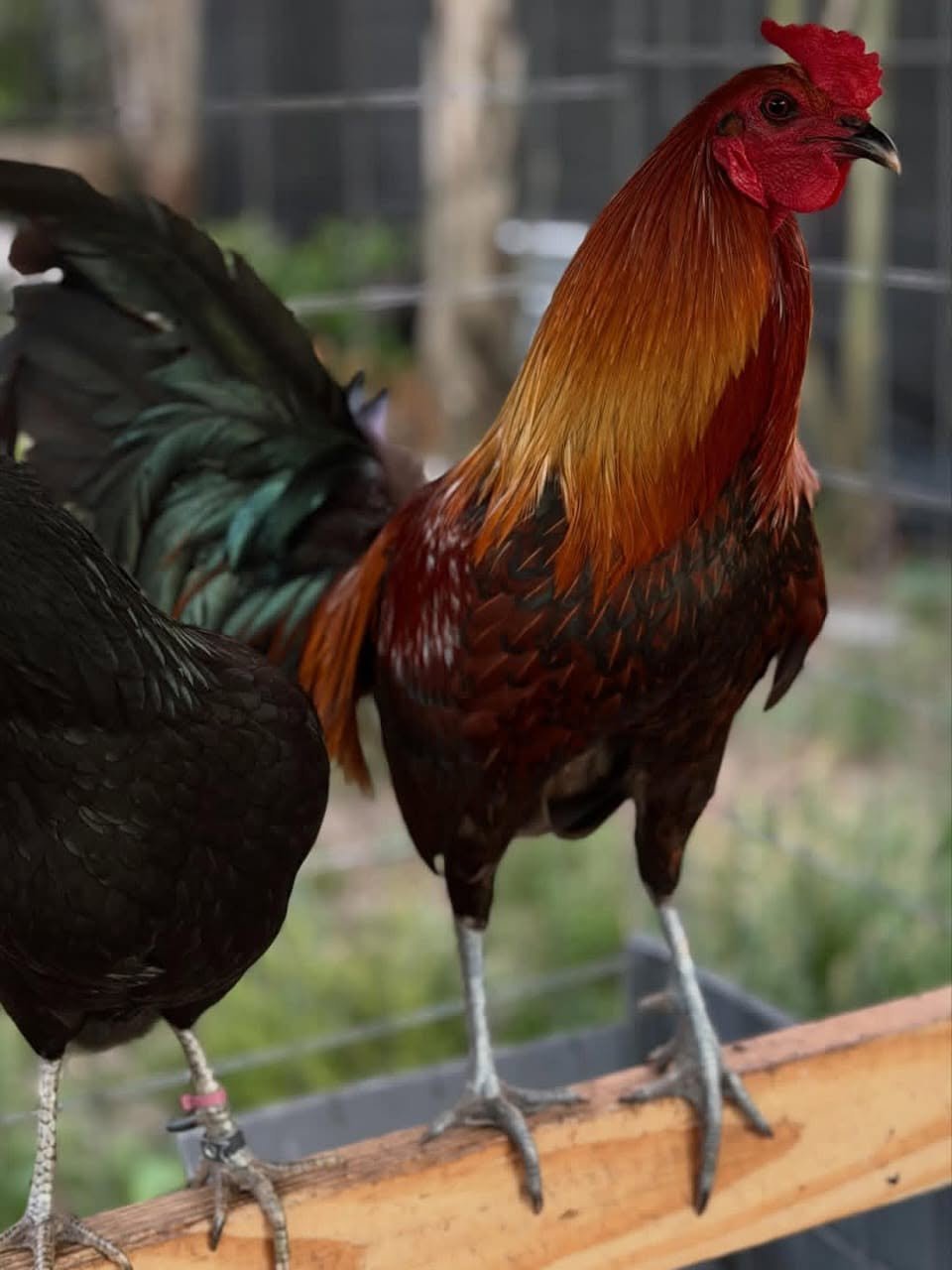 McCrea gamefowl trio for sale - Image 2