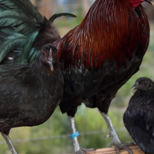 McCrea gamefowl trio for sale