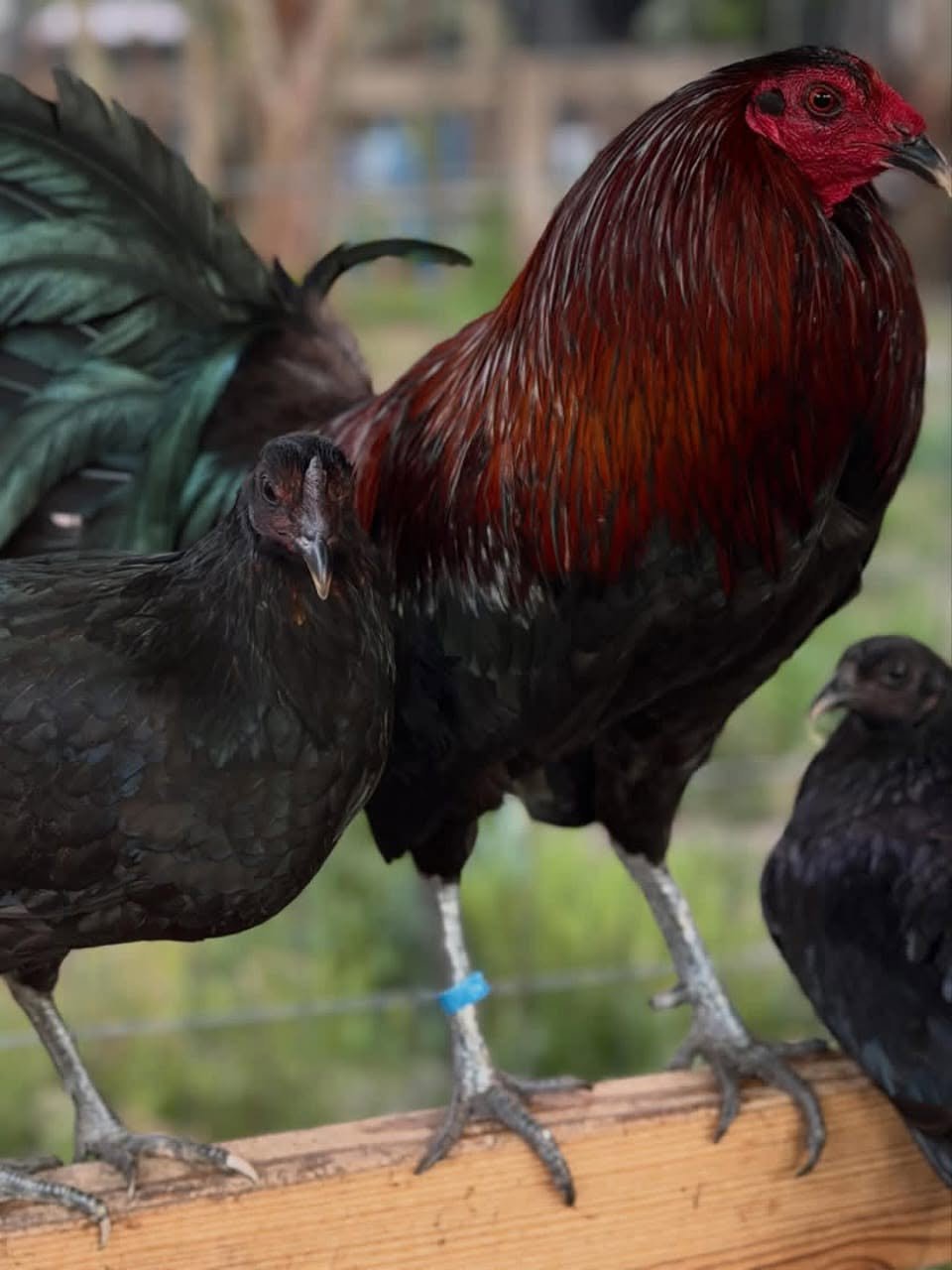 McCrea gamefowl trio for sale