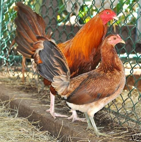 pumpkin hulsey hens for sale