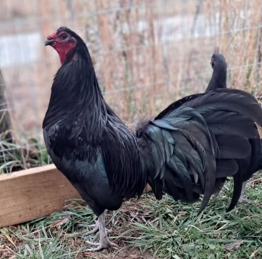 Purebred Sid Taylor Gamefowl Pullets For Sale