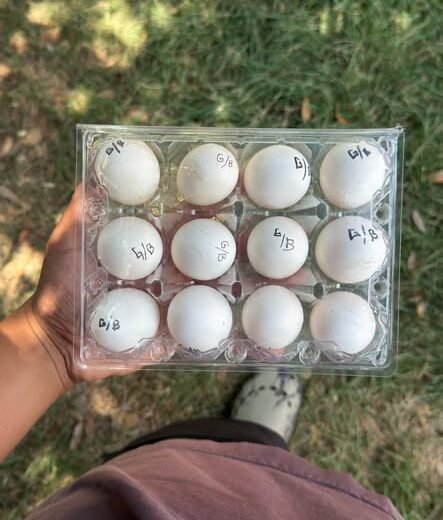 Buy fertile Clement Grey gamefowl hatching eggs online