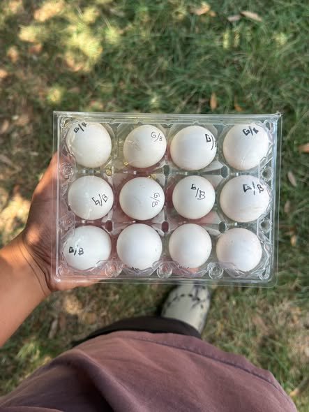 Buy fertile Clement Grey gamefowl hatching eggs online