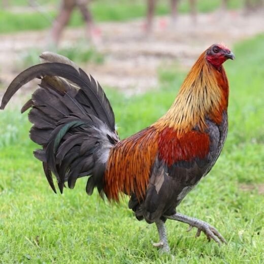 Buy purebred Coal Miner Mug gamefowl cocks
